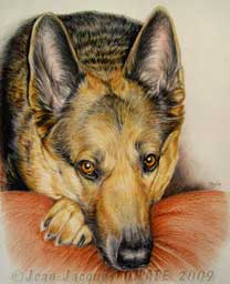 Dessin de Soka, portrait de berger allemand ralis au crayon de couleur